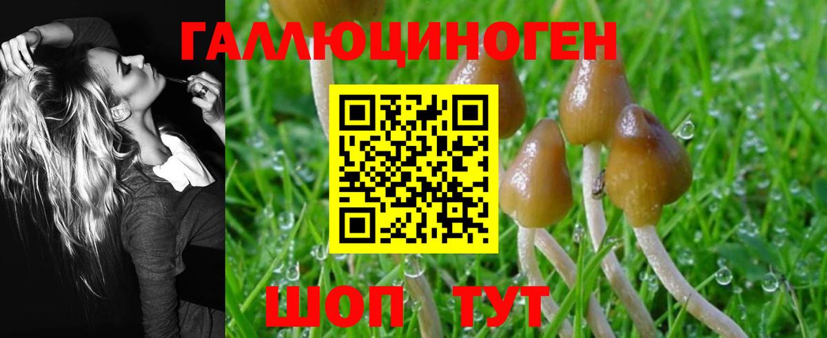 Псилоцибиновые грибы Psilocybe Узловая